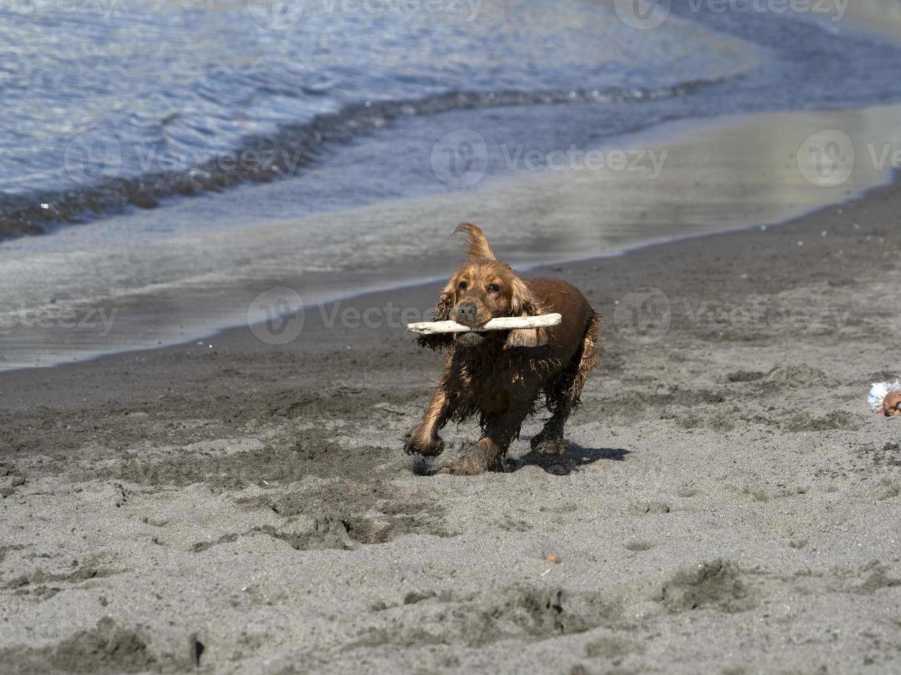 glücklicher hund cockerspaniel, der am strand spielt foto