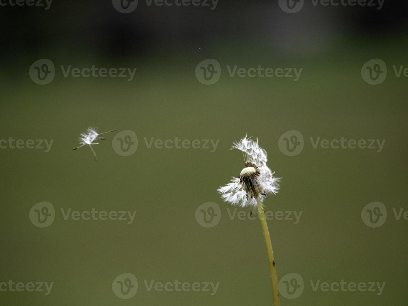 Löwenzahn Duschkopf Samen Makro foto