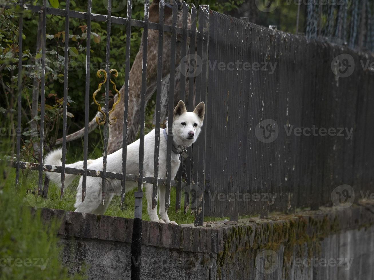 Weiß bewachen Hund warten zum Sie von Eisen Zaun foto