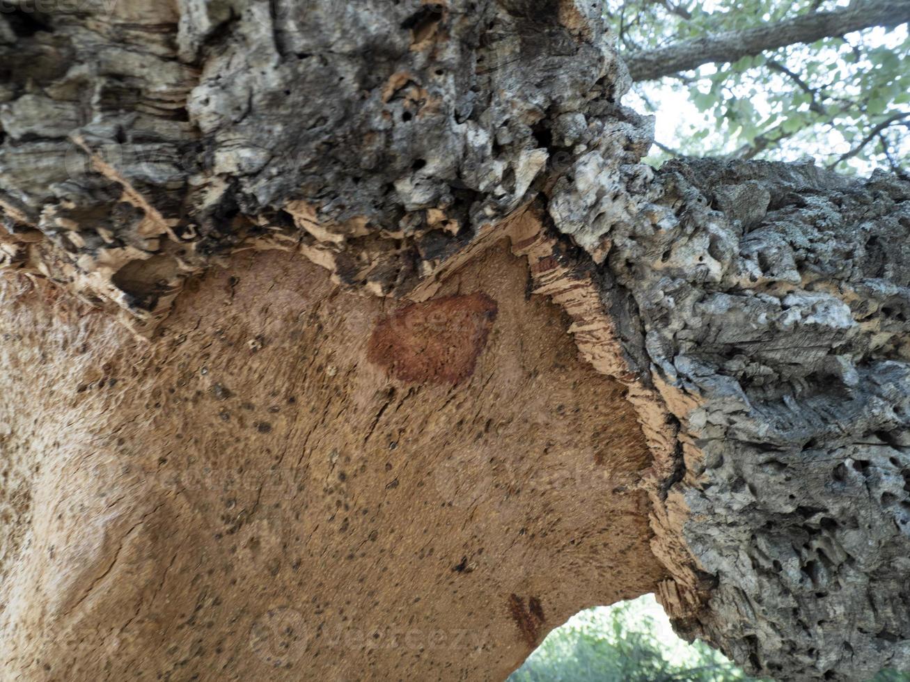 korkeiche rinde detail nahaufnahme sardinien foto