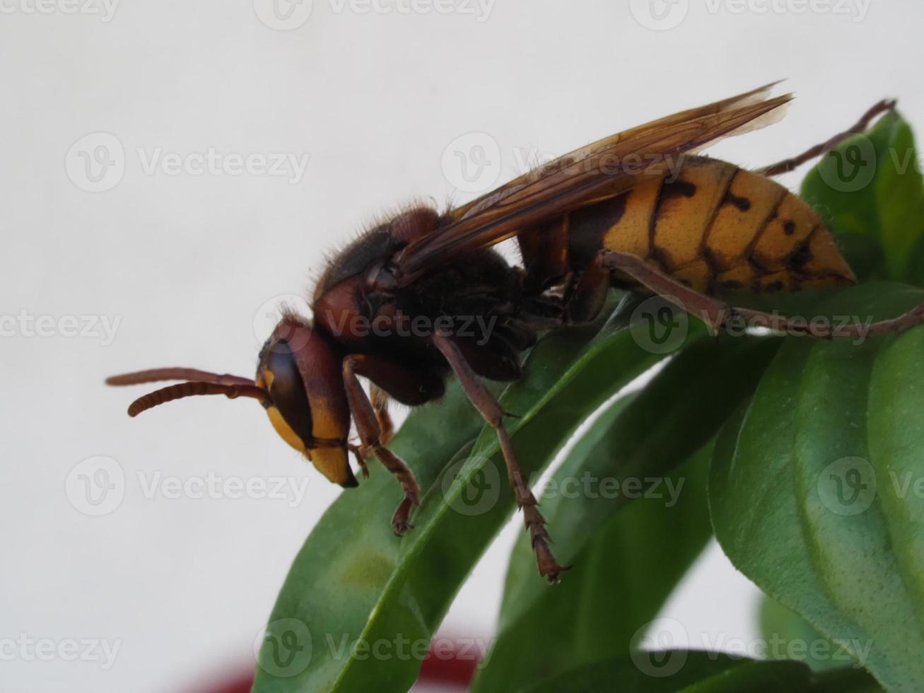 rot Hornisse Wespe auf Grün Blatt foto