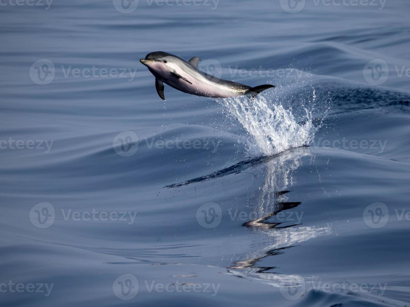 neugeborener Delphin beim Springen im Meer bei Sonnenuntergang foto