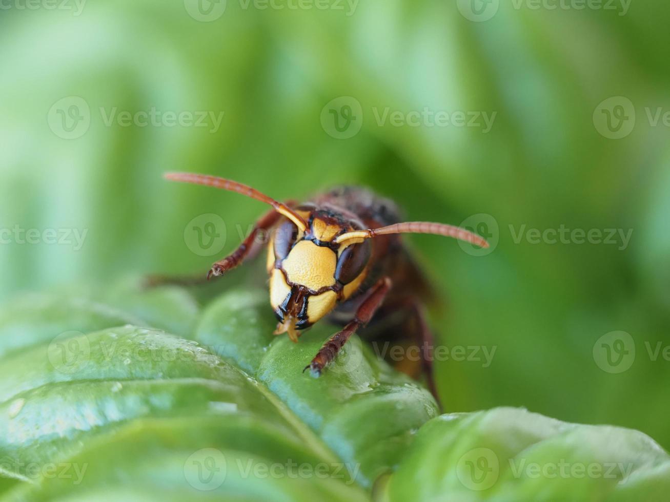 rot Hornisse Wespe auf Grün Blatt foto