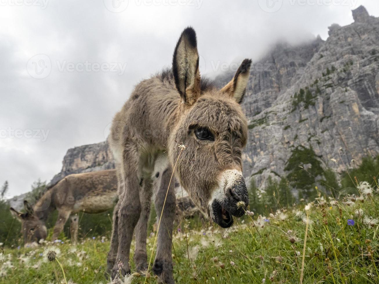 Esel im Dolomiten Panorama Hintergrund foto