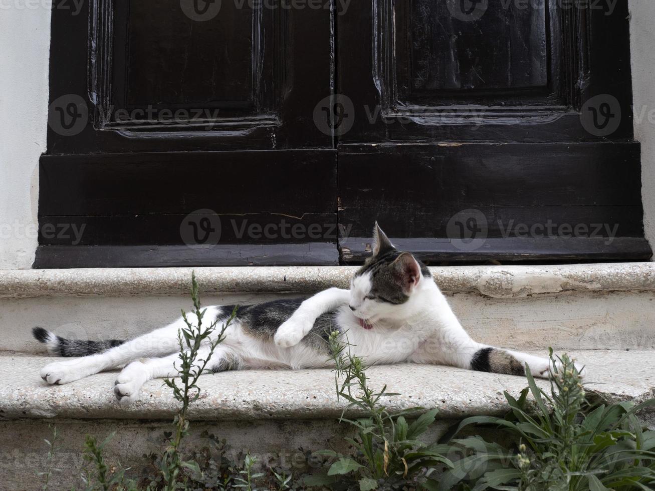 Katze an der Tür entspannt sich in Rom und sieht dich an foto