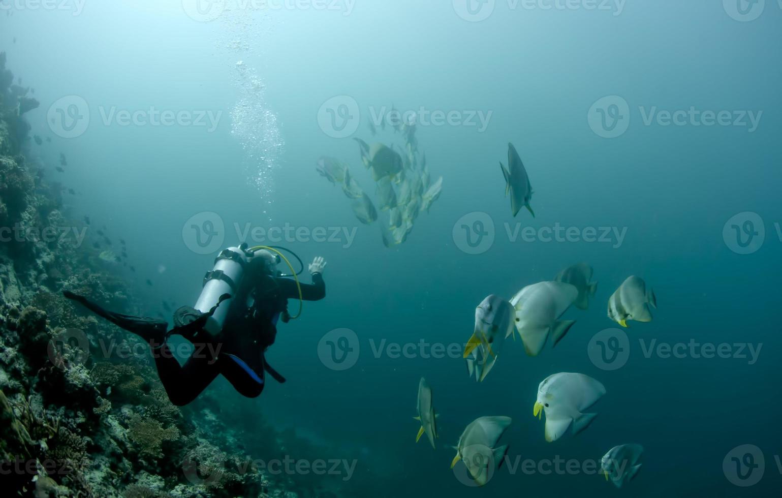 ein Tauchen Taucher mit ein Gruppe von Schläger Fisch im Malediven foto