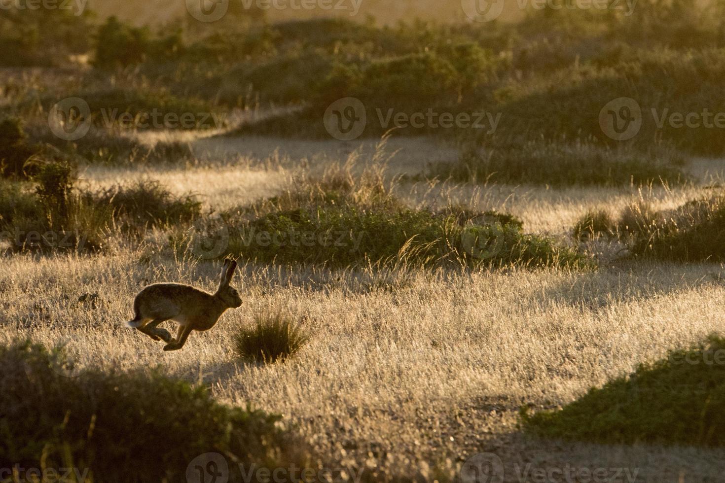 Hase springt auf das Gras foto