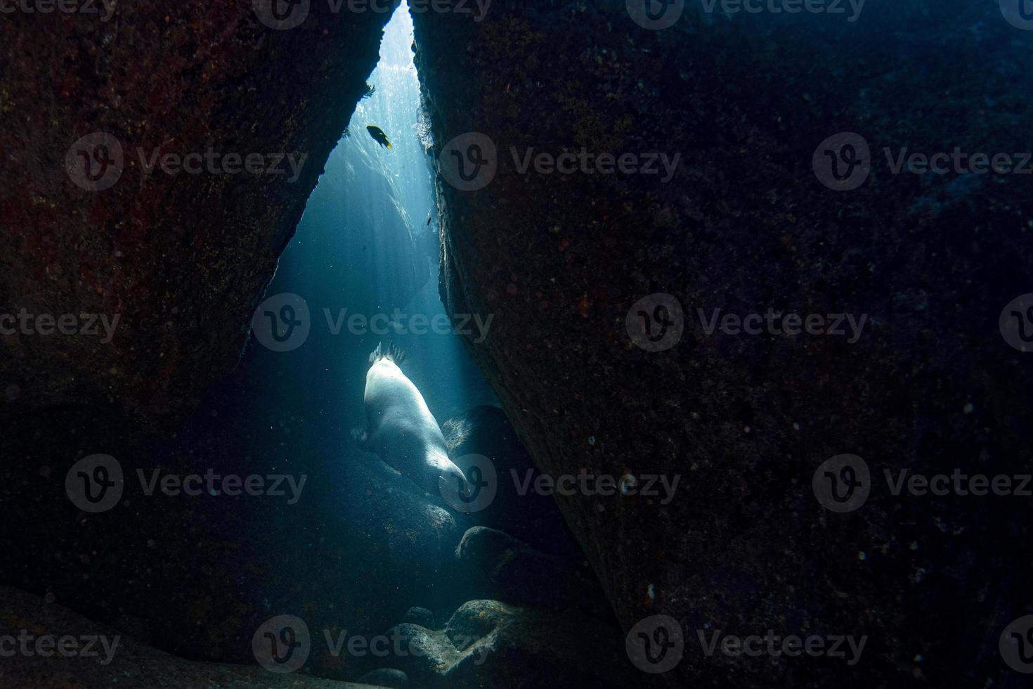 Seelöwenrobbe unter Wasser beim Tauchen im Meer von Cortez foto