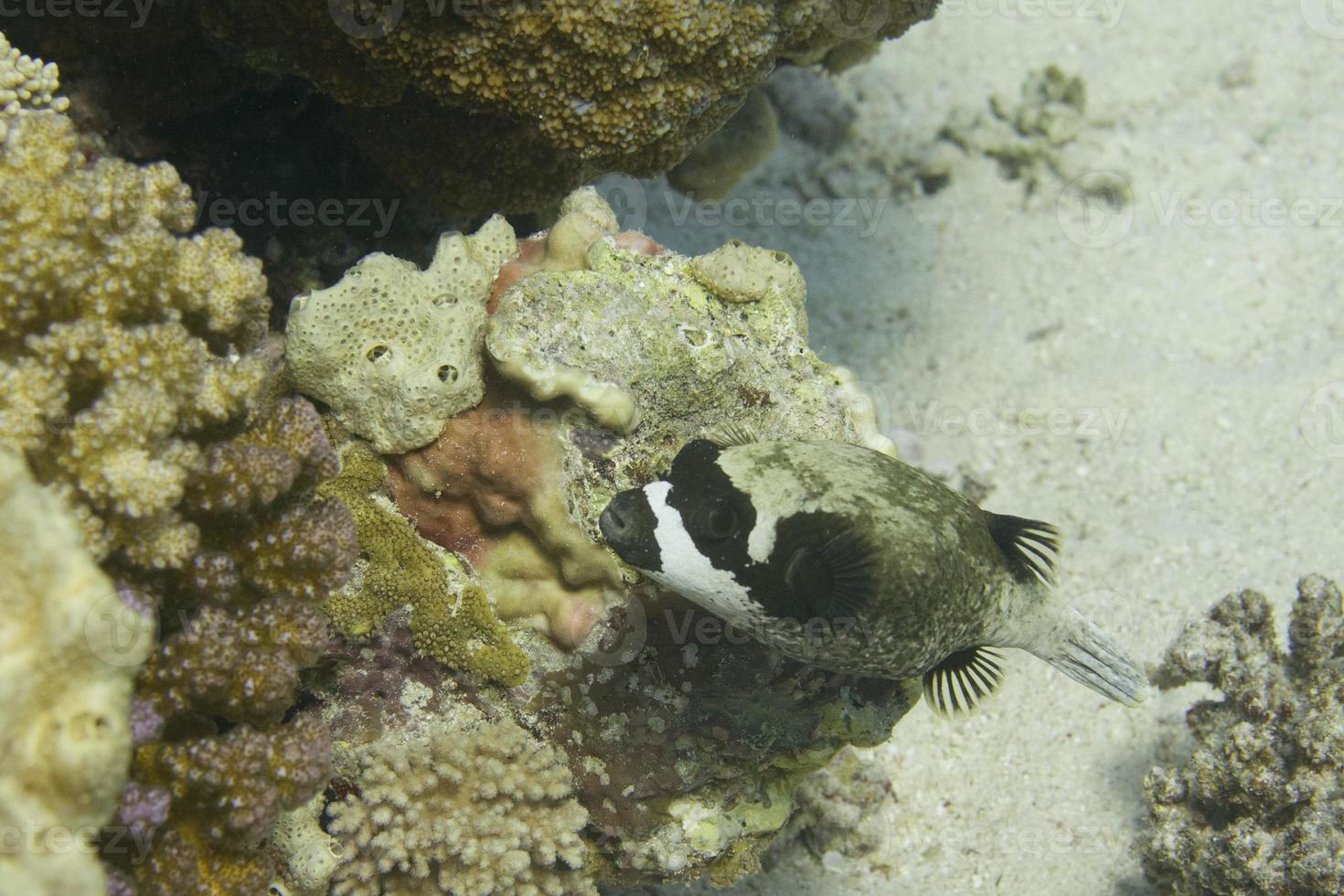 maskiert Puffer Fisch foto