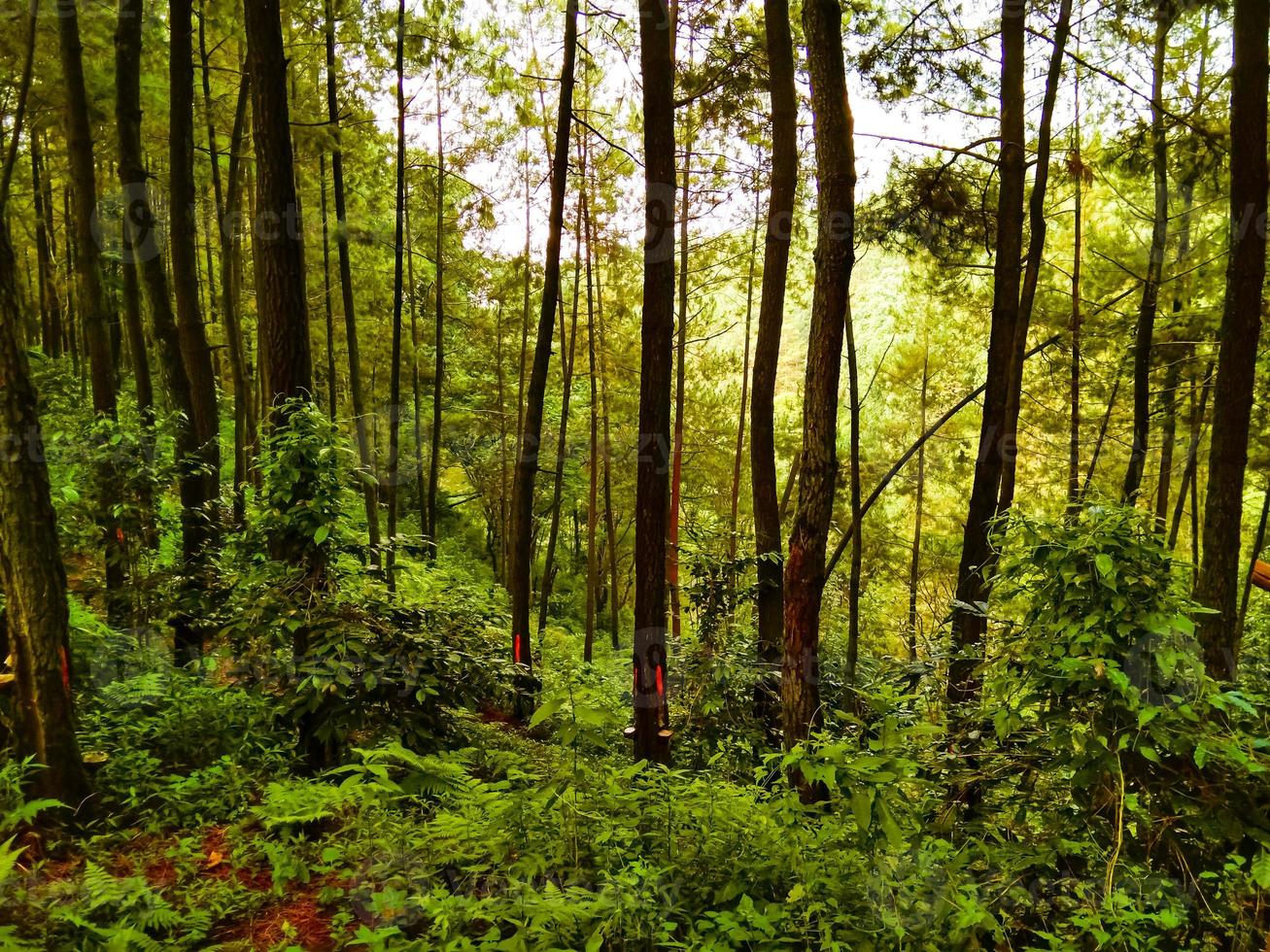 Aussicht von ein Kiefer Wald im ein tropisch Wald foto