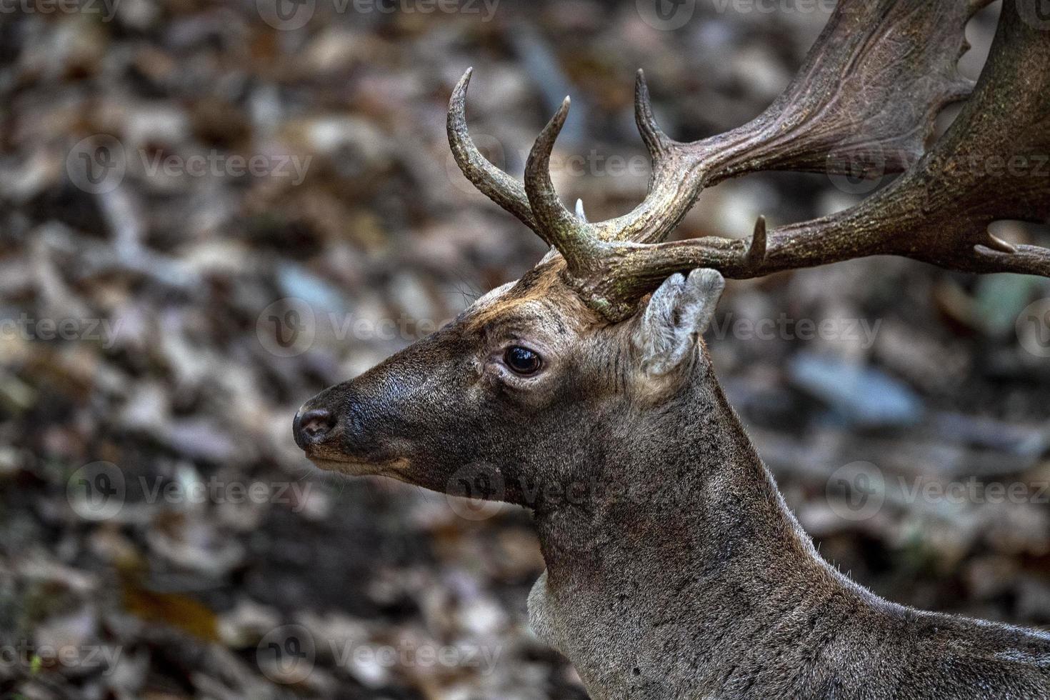 Damwild in der Liebessaison foto