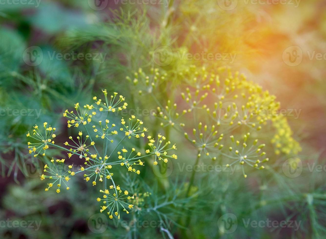 wachsend Grün Dill, Regenschirm mit Saat foto