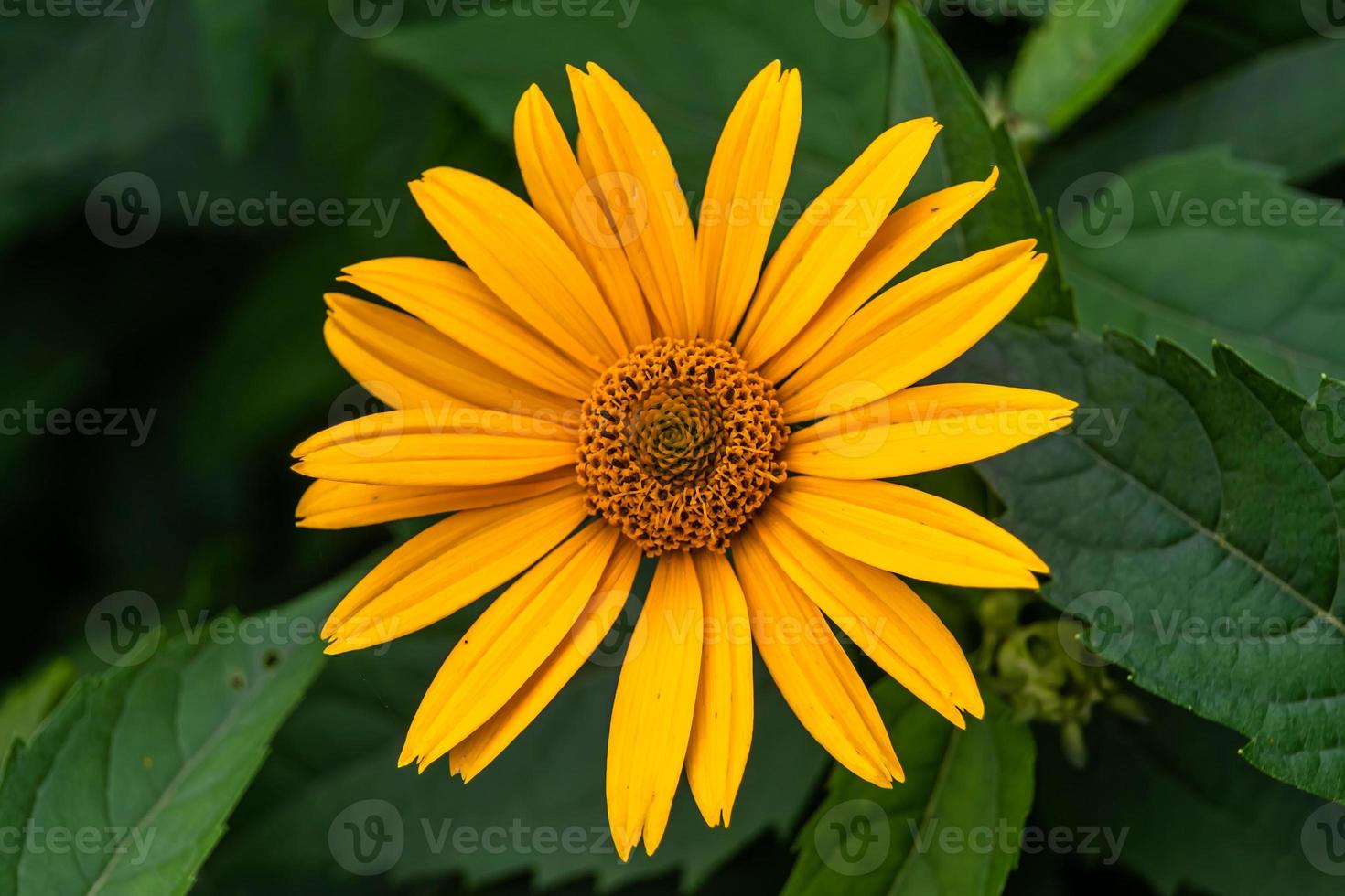 feine wild wachsende Blume Aster falsche Sonnenblume auf der Hintergrundwiese foto