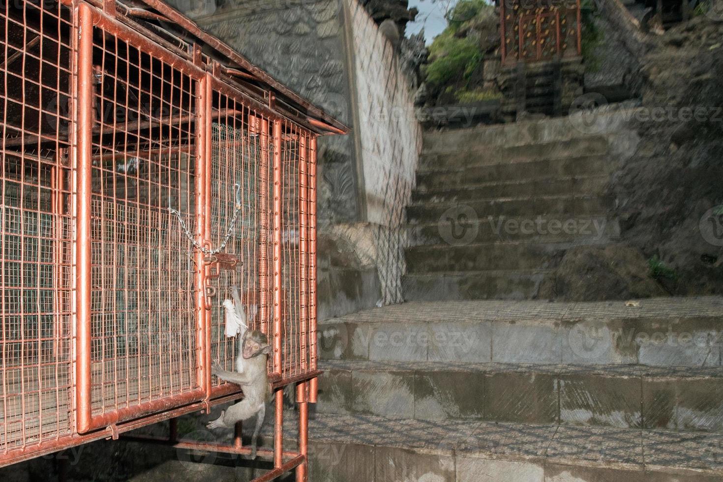 macque affe affe im induistischen tempel von bali foto