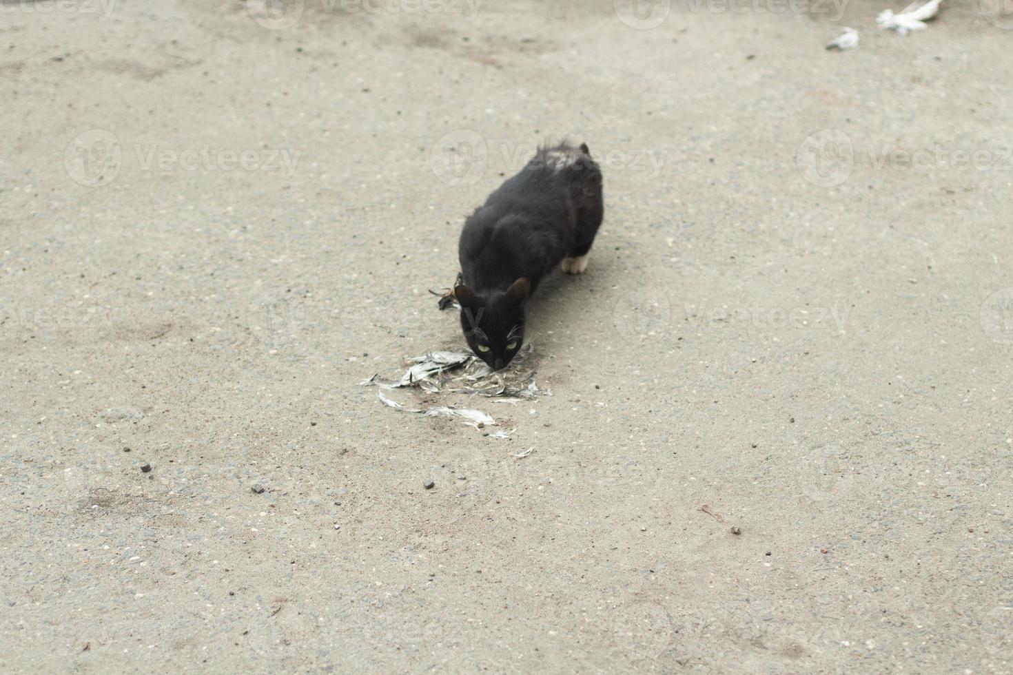 Katze isst tot Taube. streunend Katze isst Überreste von Vogel auf Straße. Tier isst. foto