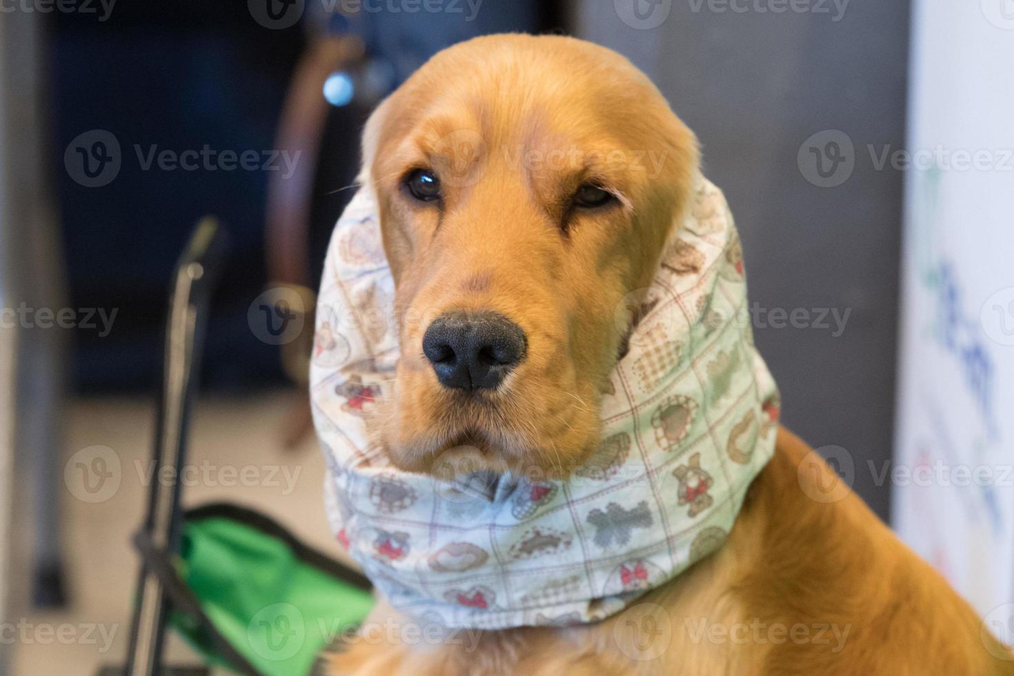 braun Cocker Spaniel Porträt suchen beim Sie foto