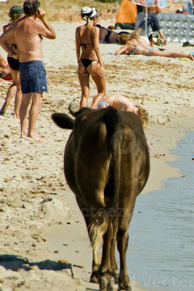 eine Kuh beim Spaziergang am Strand voller Touristen im Sommer foto