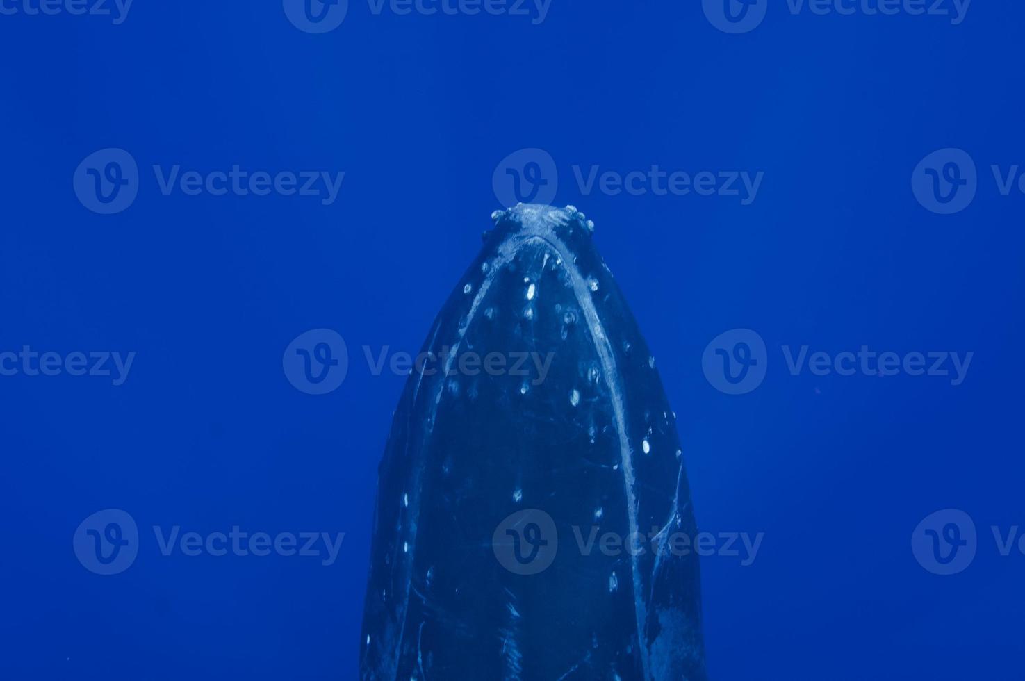Buckelwale unter Wasser, die im blauen polynesischen Meer untergehen foto