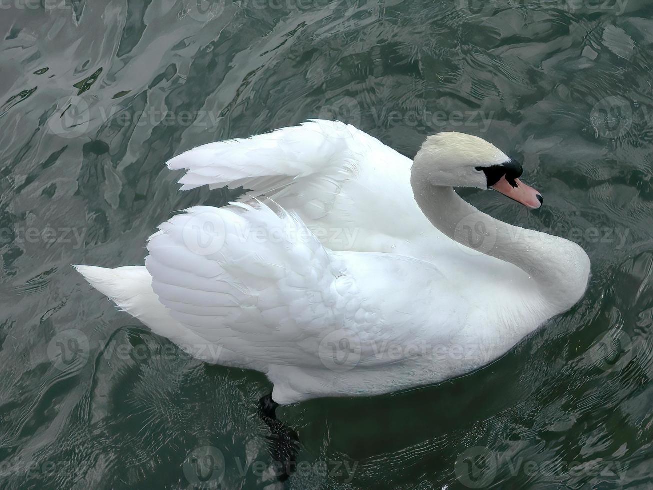 hoch Winkel Aussicht ein Weiß Schwan, Gans, Cygnus, Schwimmen im klar Wasser, Teich, See, Tier Leben foto