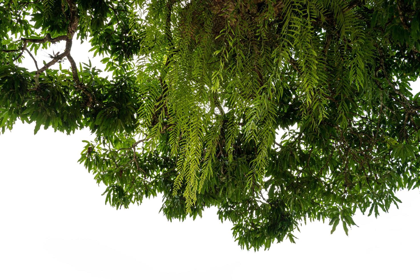 Baum isoliert auf Weiß Hintergrund mit Ausschnitt Pfad foto