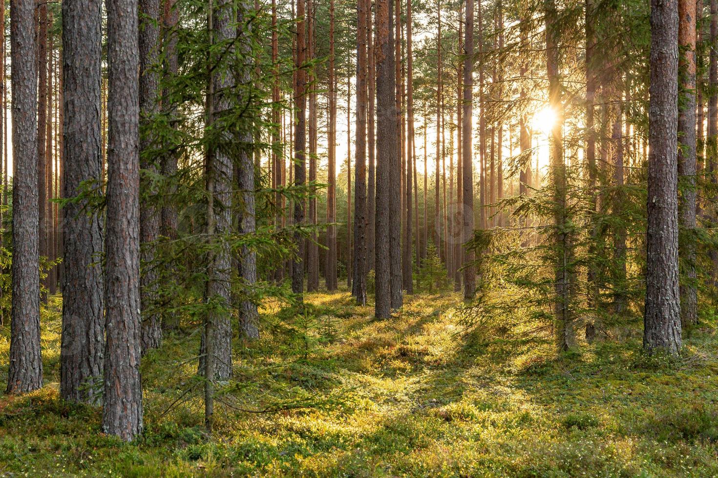 Waldszene mit moosigem Boden in Lettland foto