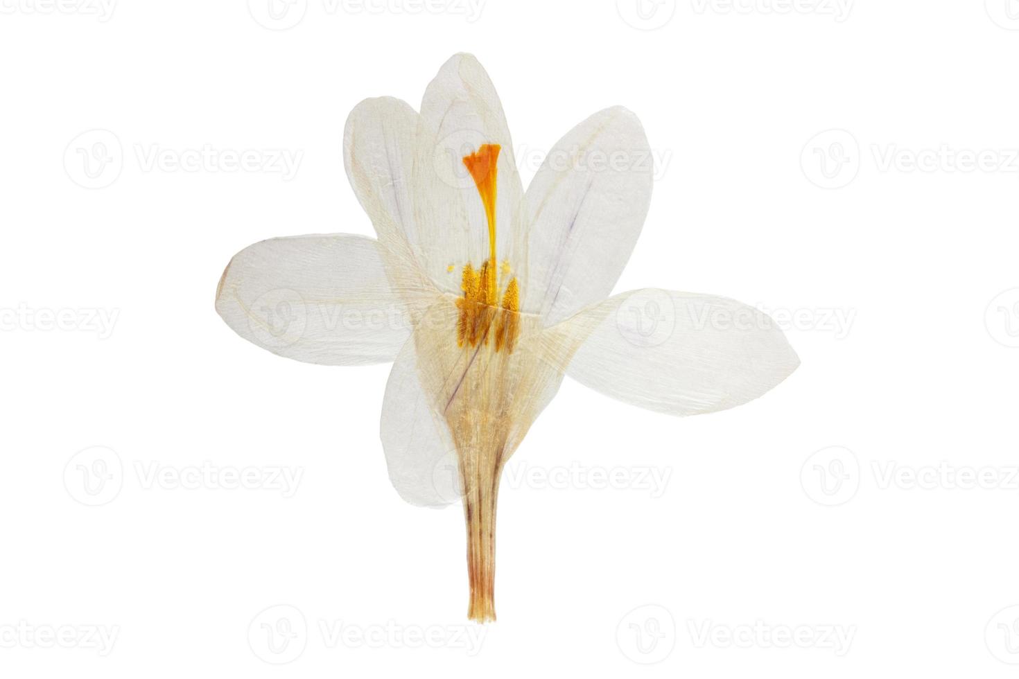 834 Weiß Blume isoliert auf ein transparent Hintergrund foto