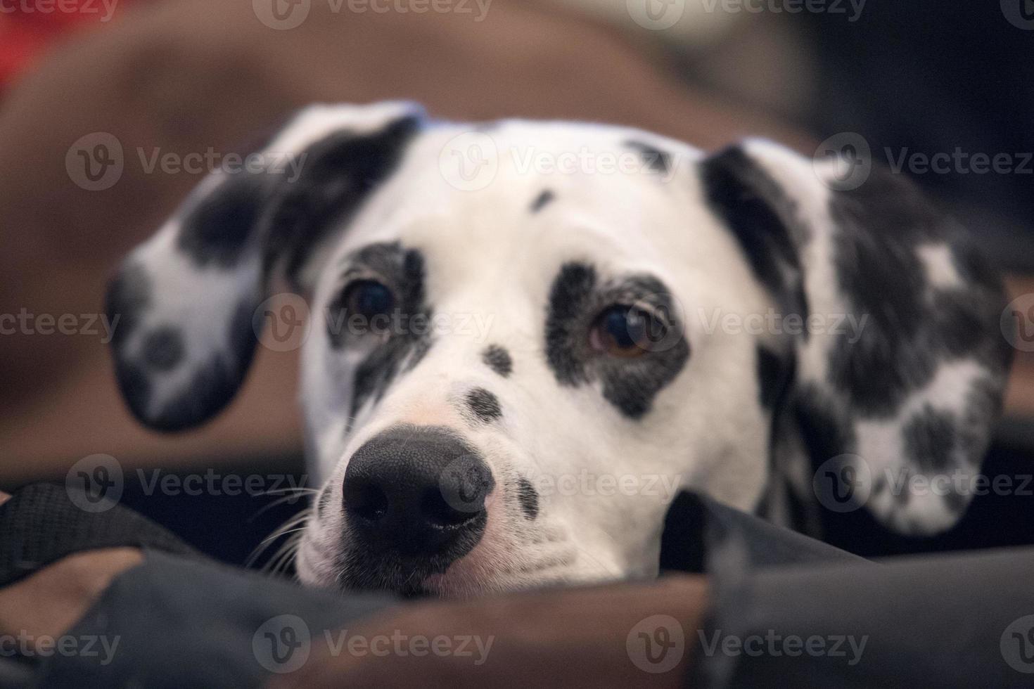 dalmatinisches Hundeporträt hautnah auf weißem Rücken foto