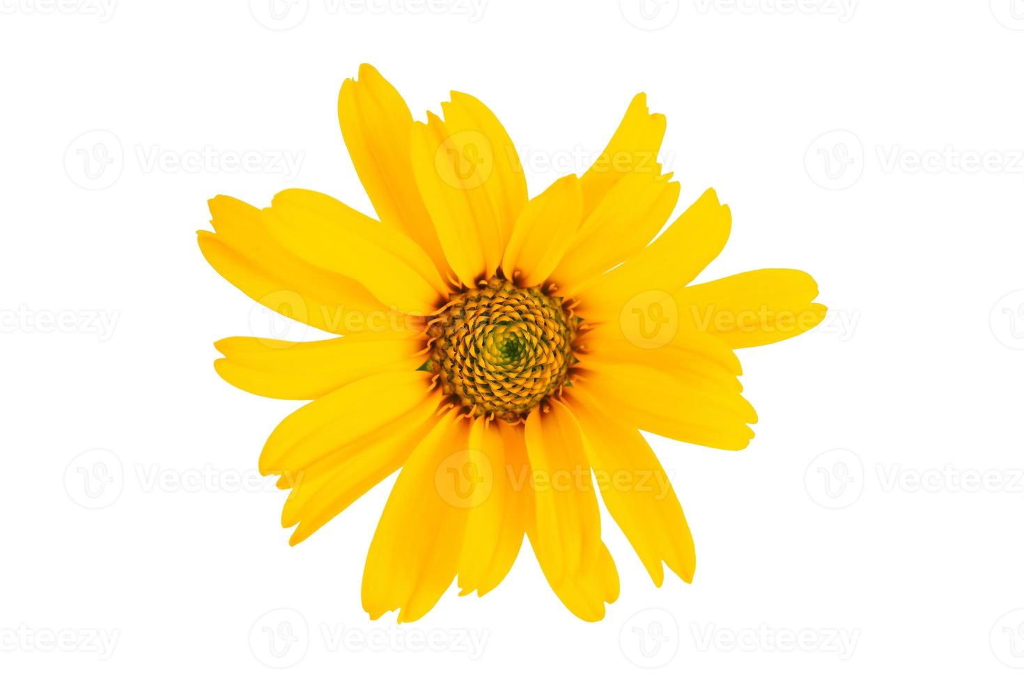 3887 Gelb Blume isoliert auf ein transparent Hintergrund foto