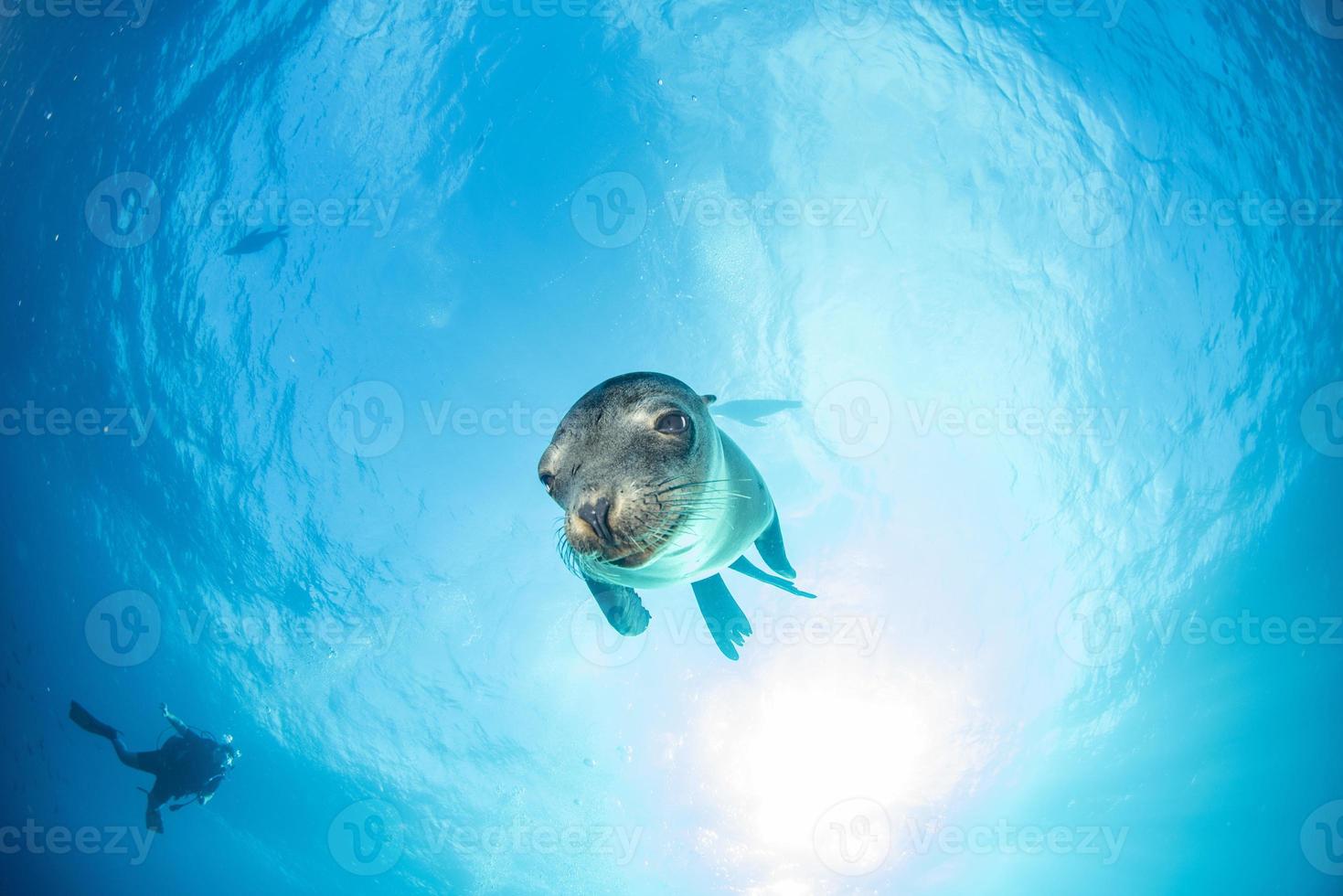 Welpe Seelöwe unter Wasser, der Sie ansieht foto