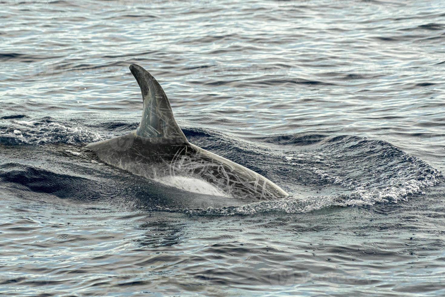 risso delphin grampus im mittelmeer foto