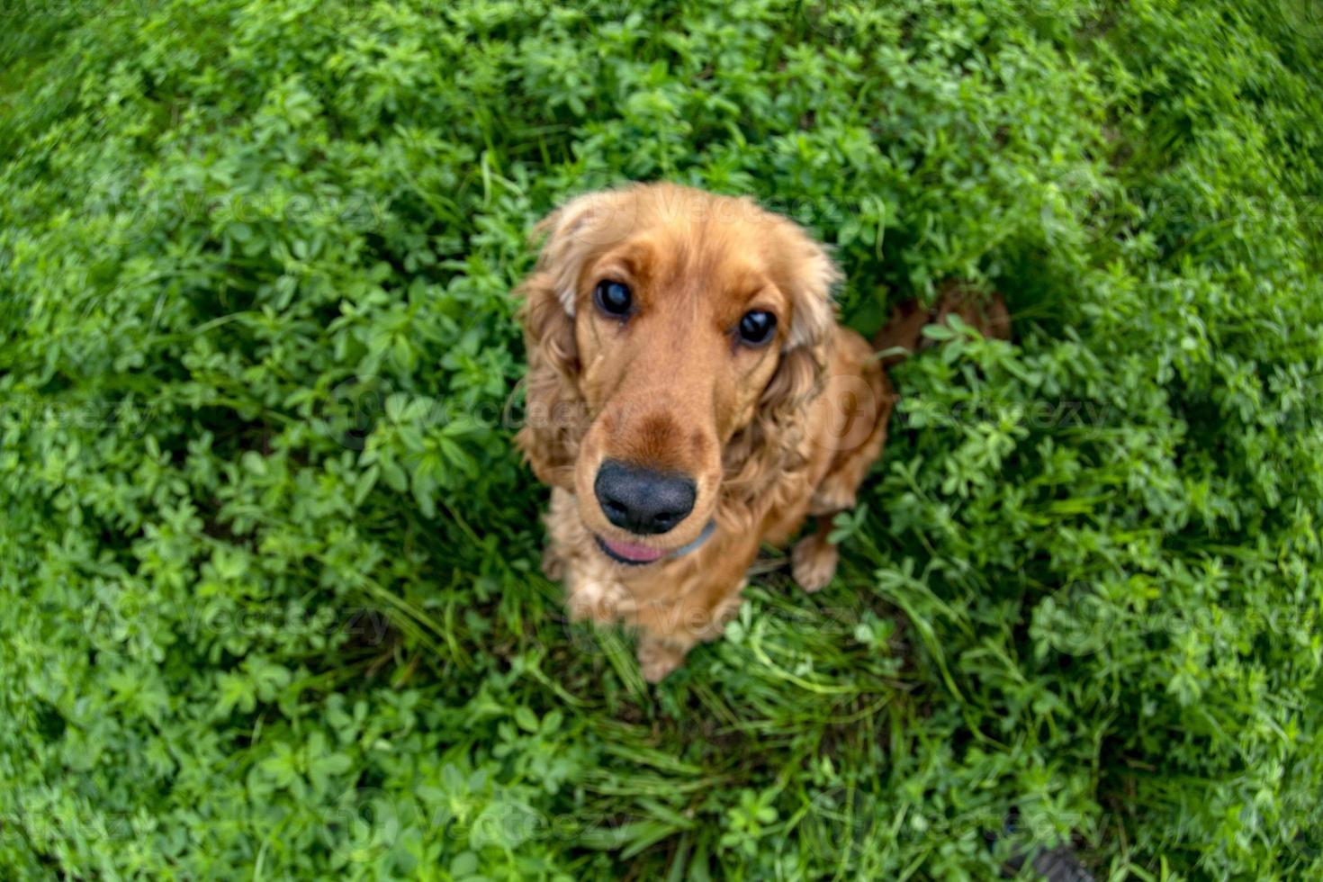 glücklicher Cockerspaniel, der im grünen Gras läuft foto