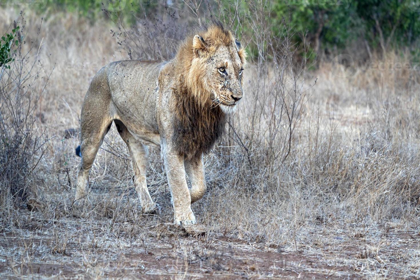 Verwundeter männlicher Löwe im Krüger Park Südafrika foto