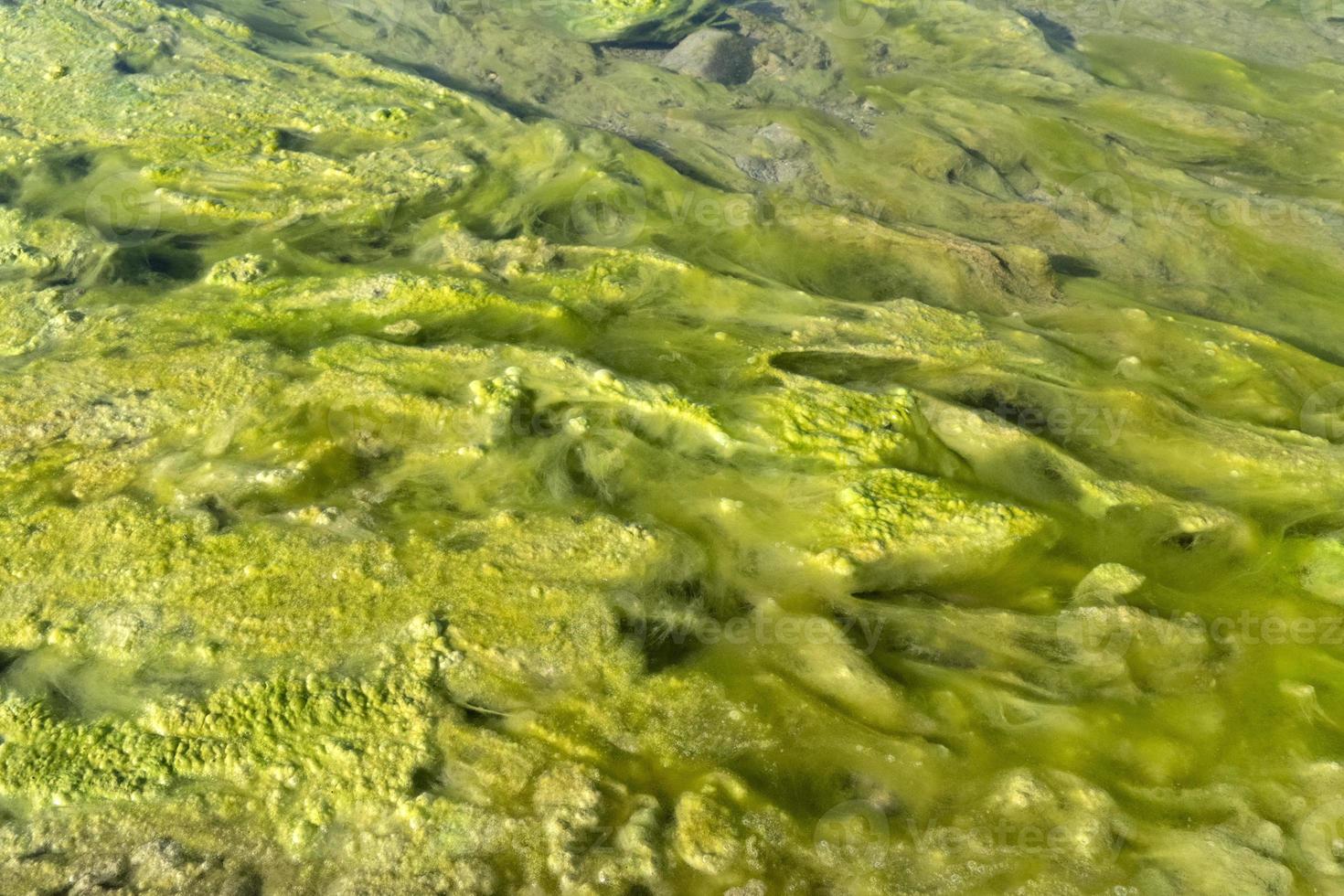 Detail der Grünalge des Flusses foto