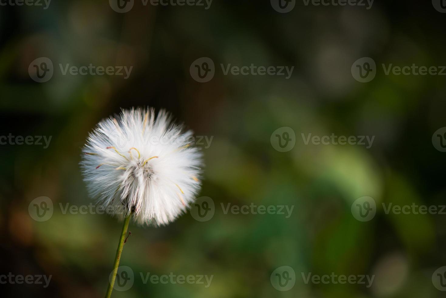 Löwenzahnblume mit unscharfem Naturhintergrund foto