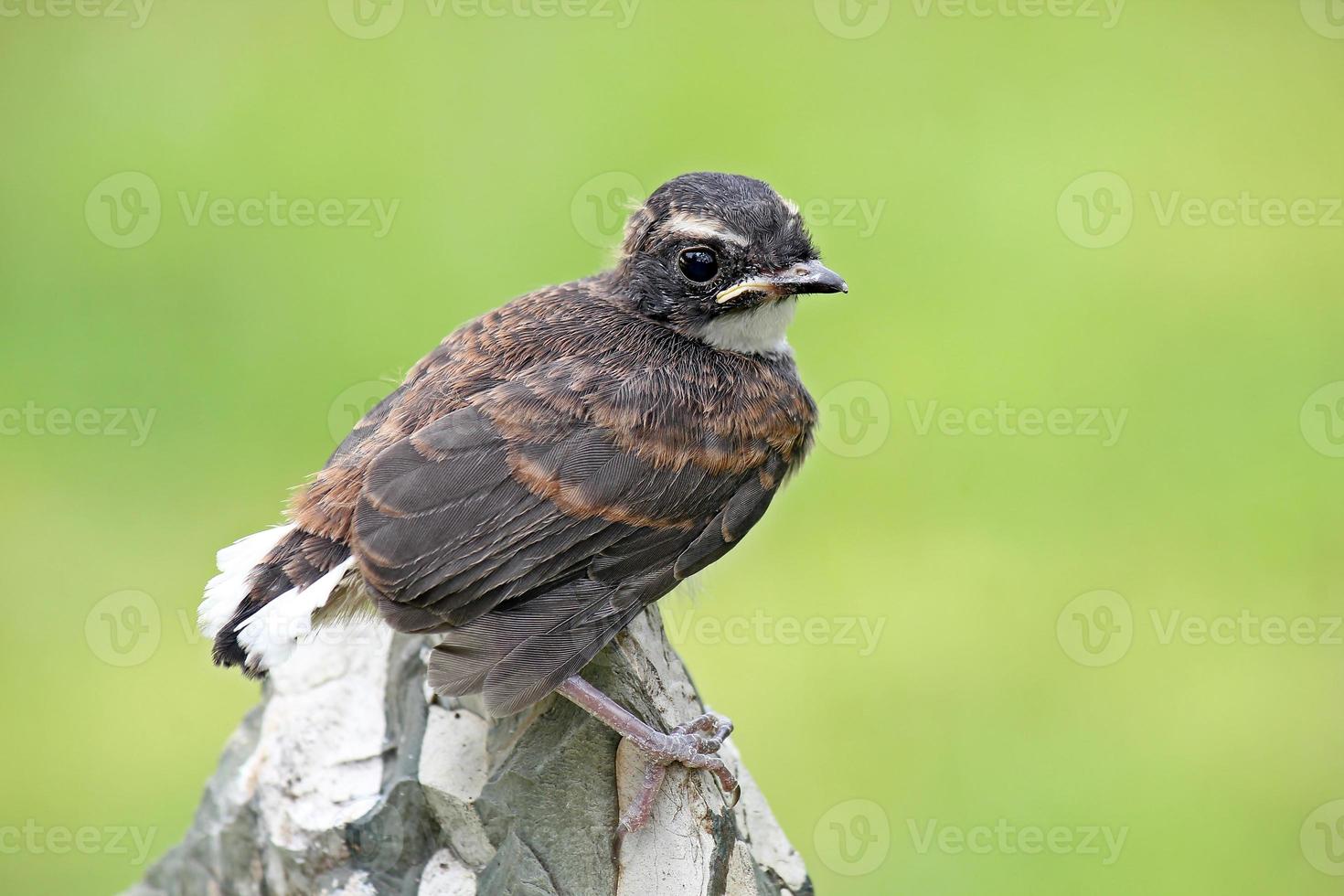 gescheckter Fantailvogel thront foto