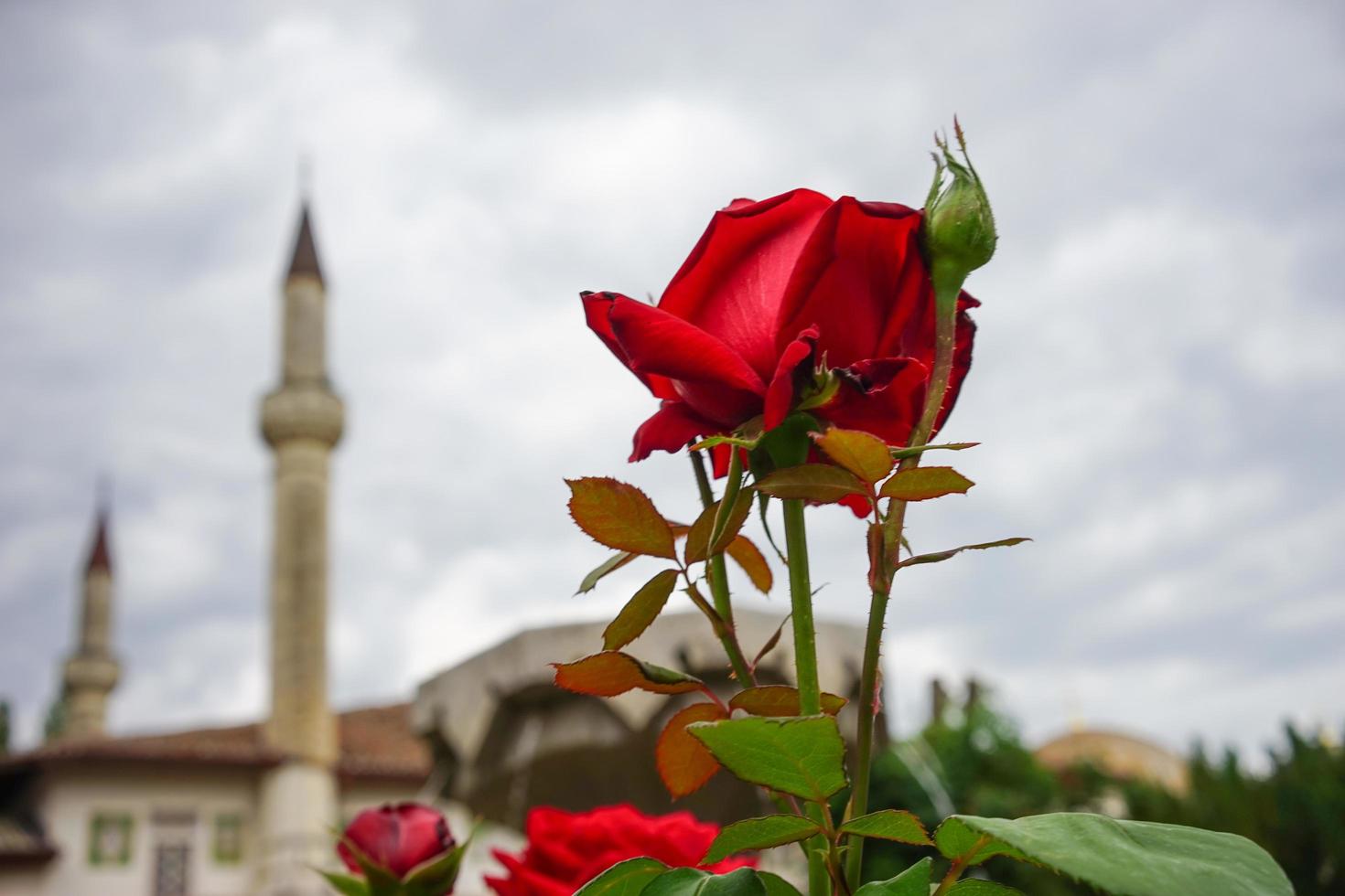 rote Rose mit unscharfer Moschee und bewölktem Himmel foto