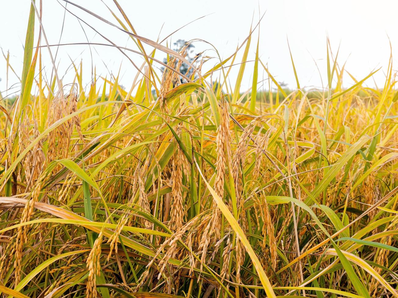 goldene Reispflanzen auf einem Feld foto