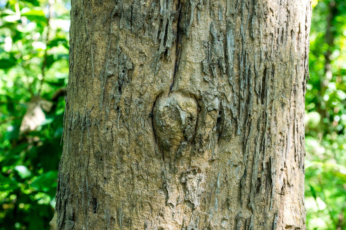 Nahaufnahme des Baumstammes im Wald foto