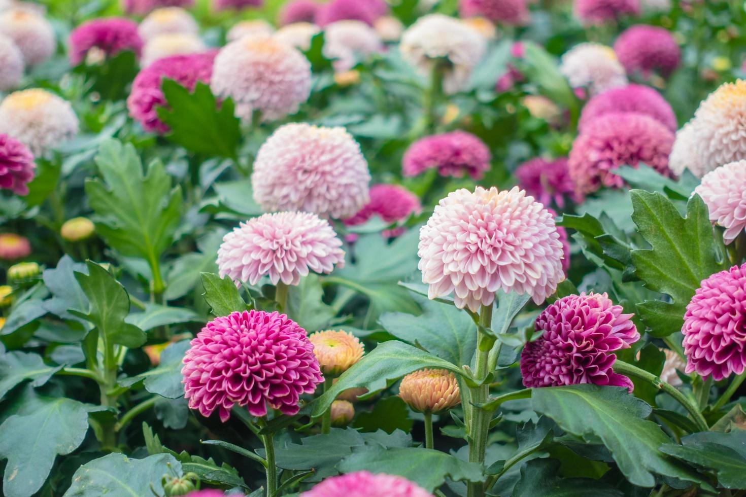 schöne Blumen im Garten foto