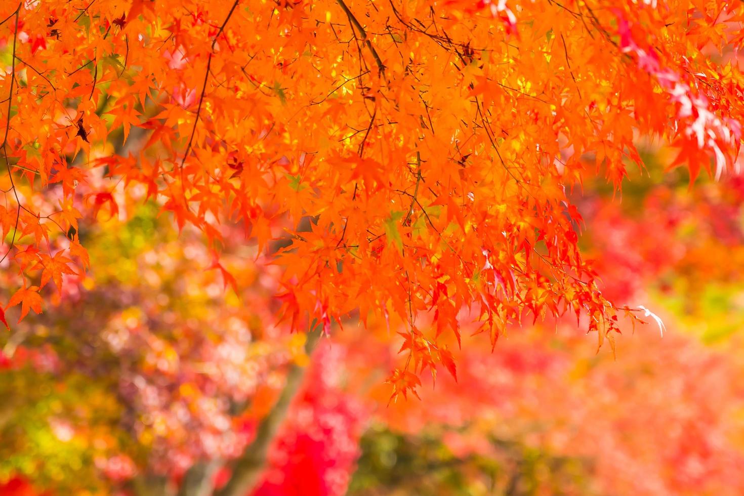 schöne Ahornbäume im Herbst foto