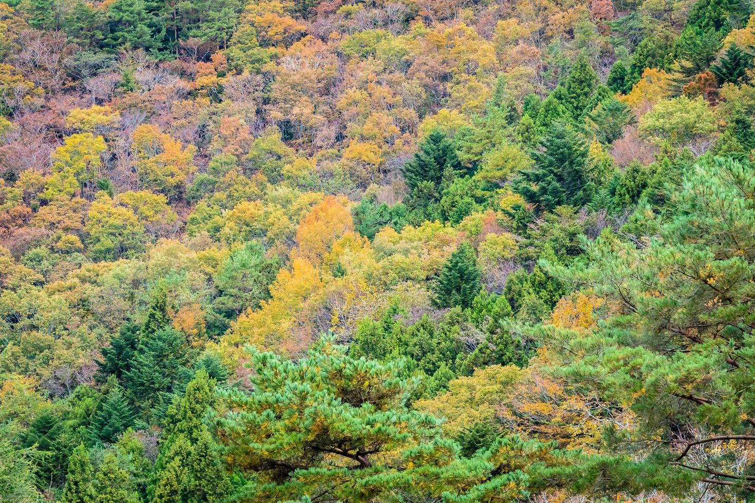 Wald auf einem Berg im Herbst foto