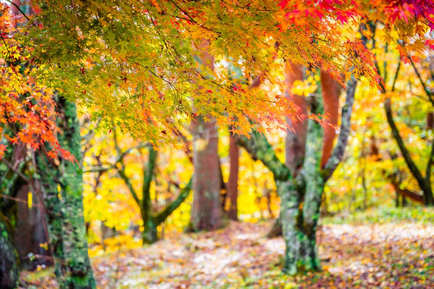 schöner Ahornbaum im Herbst foto