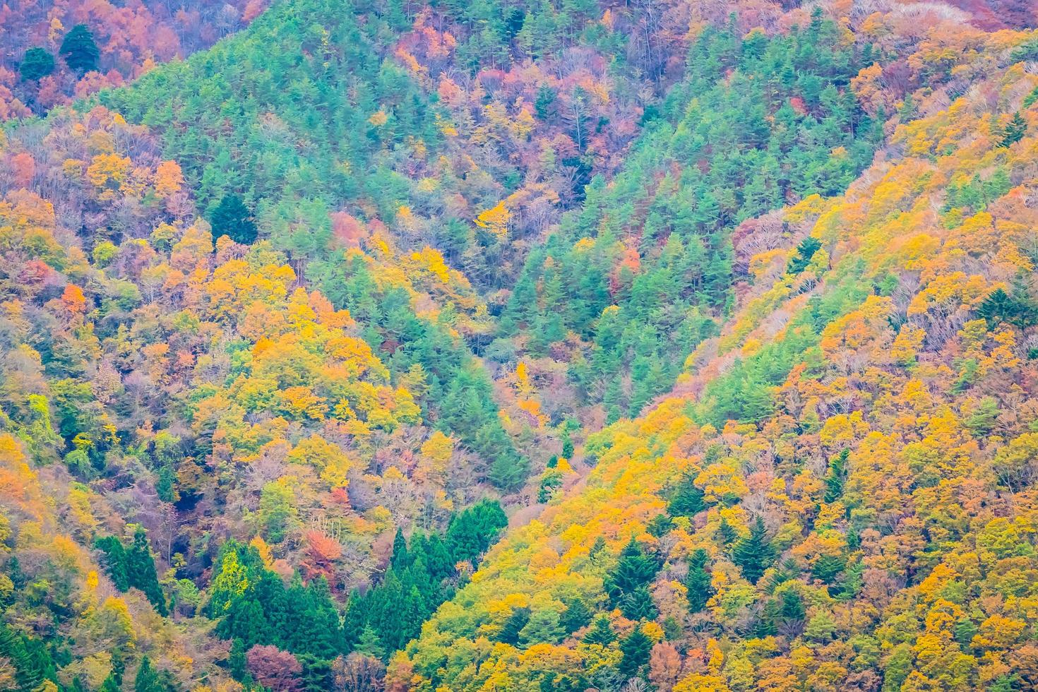 Wald auf einem Berg im Herbst foto