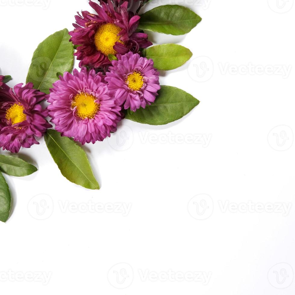 Asterblume auf weißem Hintergrund foto