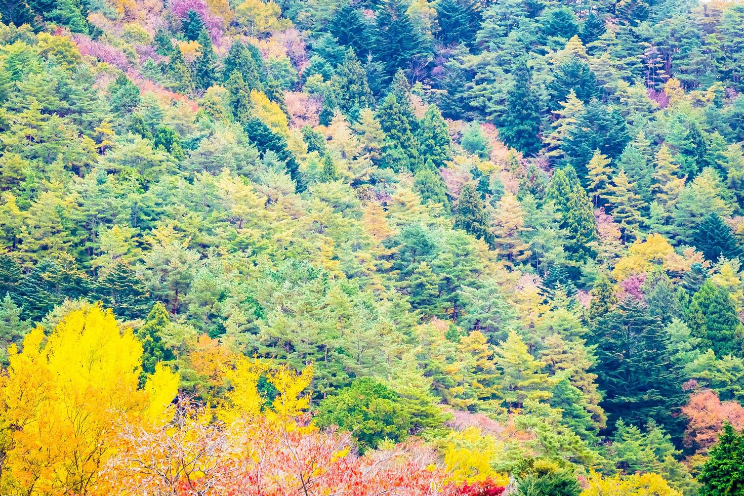 Wald auf einem Berg im Herbst foto