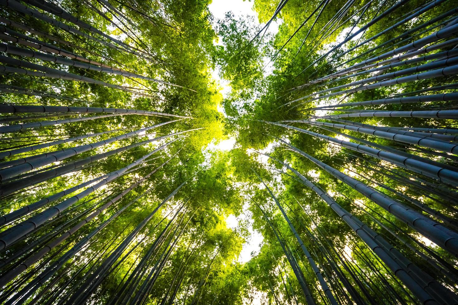 Bambushain im Wald bei Arashiyama, Kyoto foto
