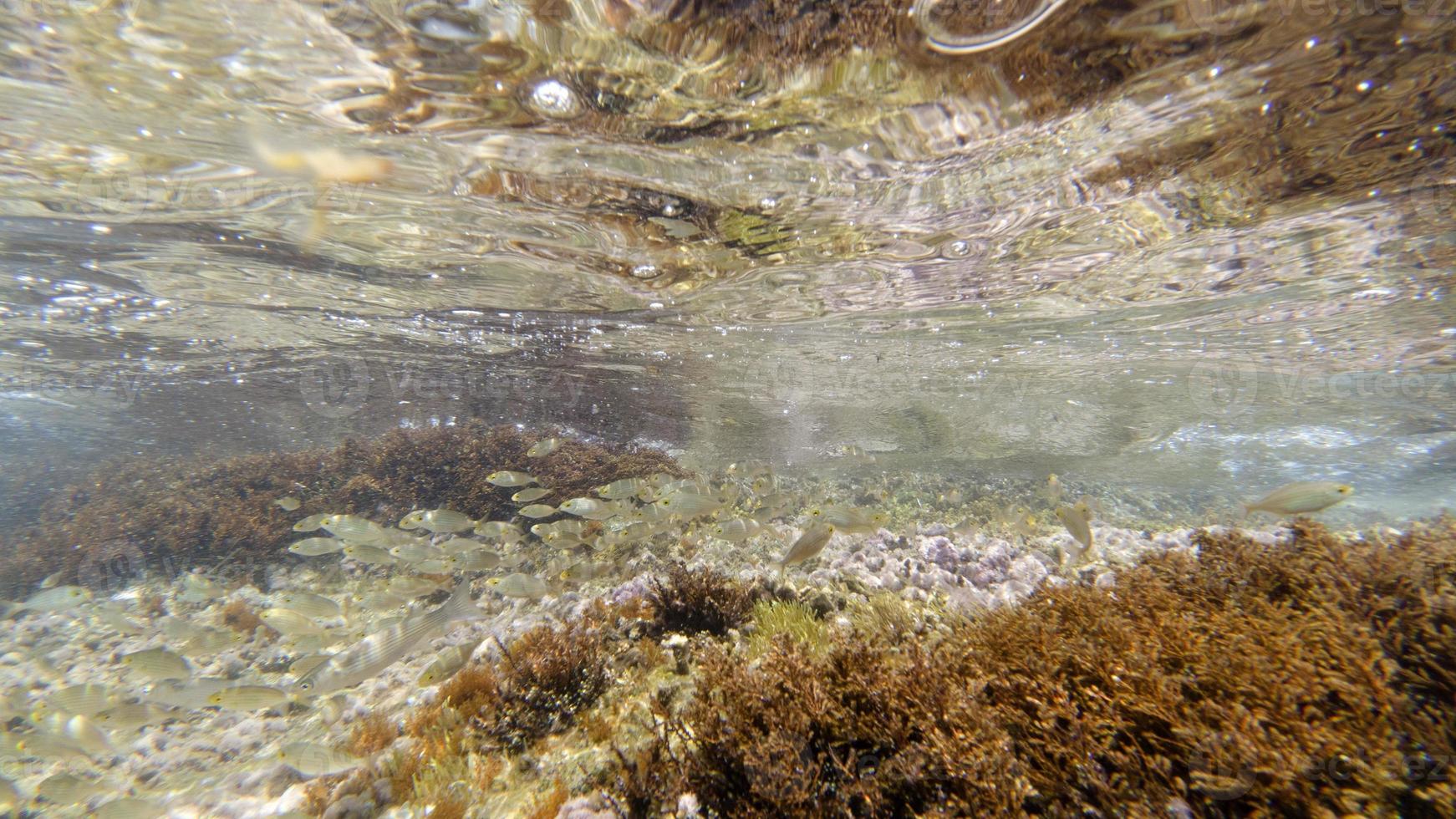 schnorcheln im mittelmeer von sizilien foto