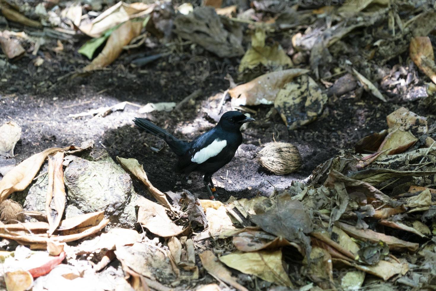 endemische elster robin vogel cousin insel seychellen foto