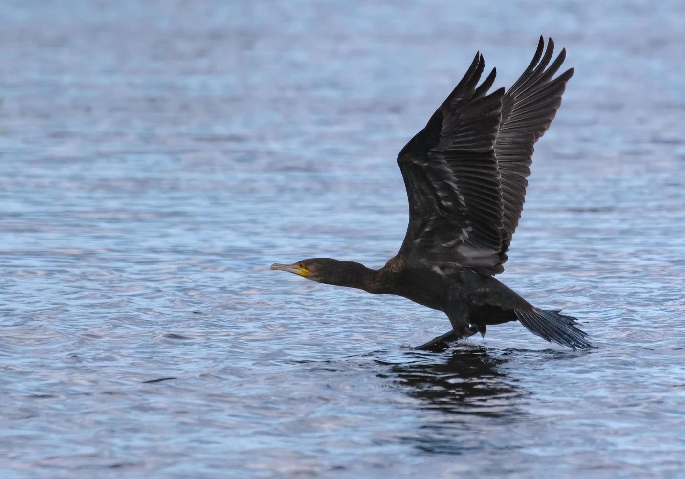 großartig Kormorane - - Phalacrocorax carbo - - schnell nehmen aus das Wasser Oberfläche mit angehoben Flügel und Gerade Körper Linie foto