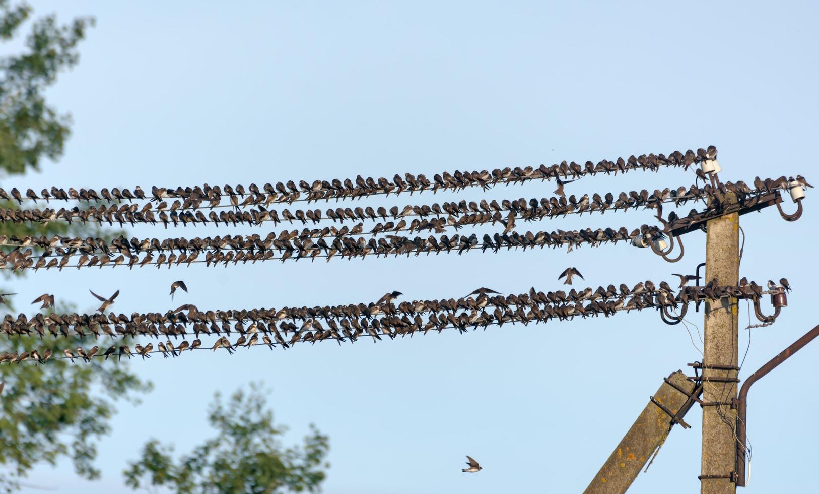 sehr groß Herde von schluckt und Sand Martin - - riparia riparia - - ruht auf Drähte Vor Herbst Migration foto